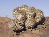 Copiapoa haseltoniana PV 1941.jpg